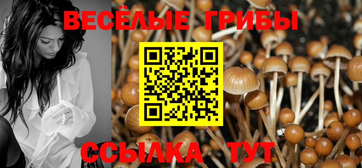 Галлюциногенные грибы Psilocybe Артёмовский